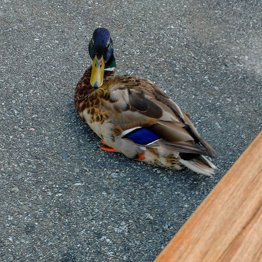 The Duck that came to Visit ... and Stayed Awhile!