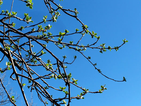 How Happy the Trees Must Be